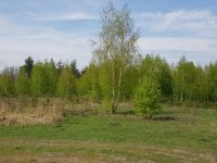 Участок под строительства дома в лесу в Ходосовке - 8