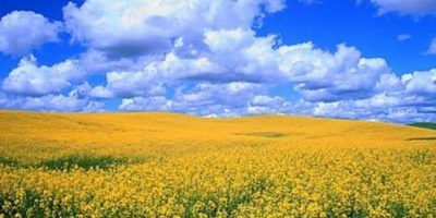 Підсумки тижня: Діяльність Держгеокадастру в цифрах