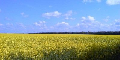 Підсумки тижня: Діяльність Держгеокадастру в цифрах