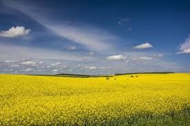 Підсумки тижня: Діяльність Держгеокадастру в цифрах