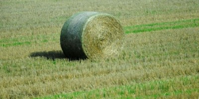 За останній рік державні землі здавалися в оренду в 2,13 разу дорожче, ніж приватні
