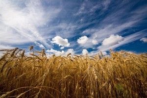 Підсумки тижня: Діяльність Держгеокадастру в цифрах